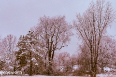 Back Yard in Winter