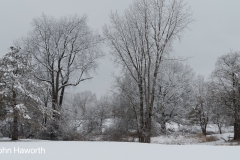 Back Yard in Winter