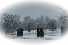 Back Yard in Winter