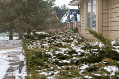 Snow convered bushes